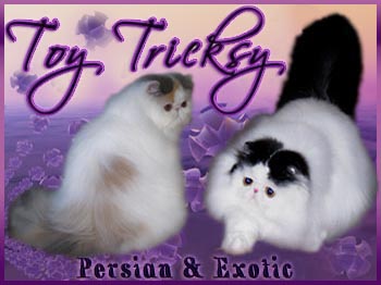 Exotic & Persian cattery